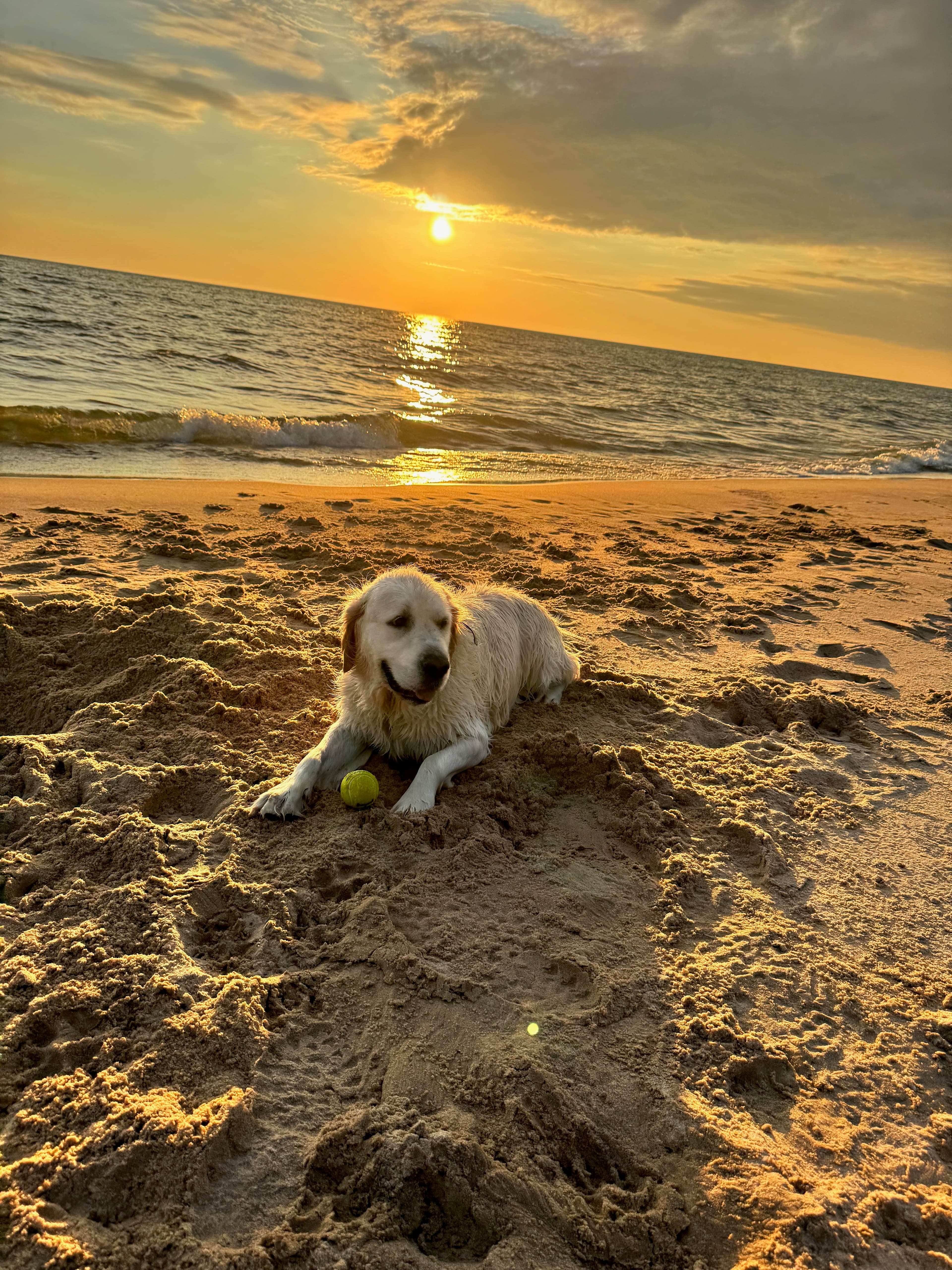 Golden retriever playing on private beach at sunset with tennis ball